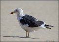 _2SB4758 lesser black-backed gull